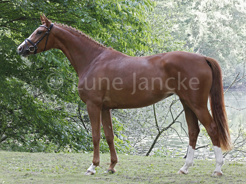 Limette Foto © Lune Jancke